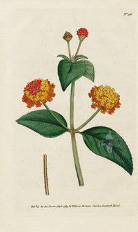 1787 Curtis Prickly Lantana - Panteek Antique Prints