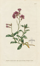 1787 Curtis Purple Alyssum - Panteek Antique Prints