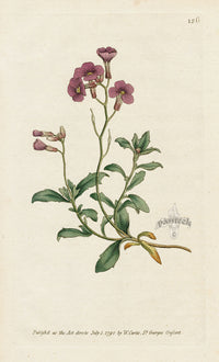 1787 Curtis Purple Alyssum - Panteek Antique Prints