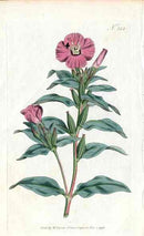 1787 Curtis Purple Oenothera - Panteek Antique Prints