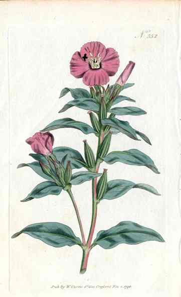 1787 Curtis Purple Oenothera