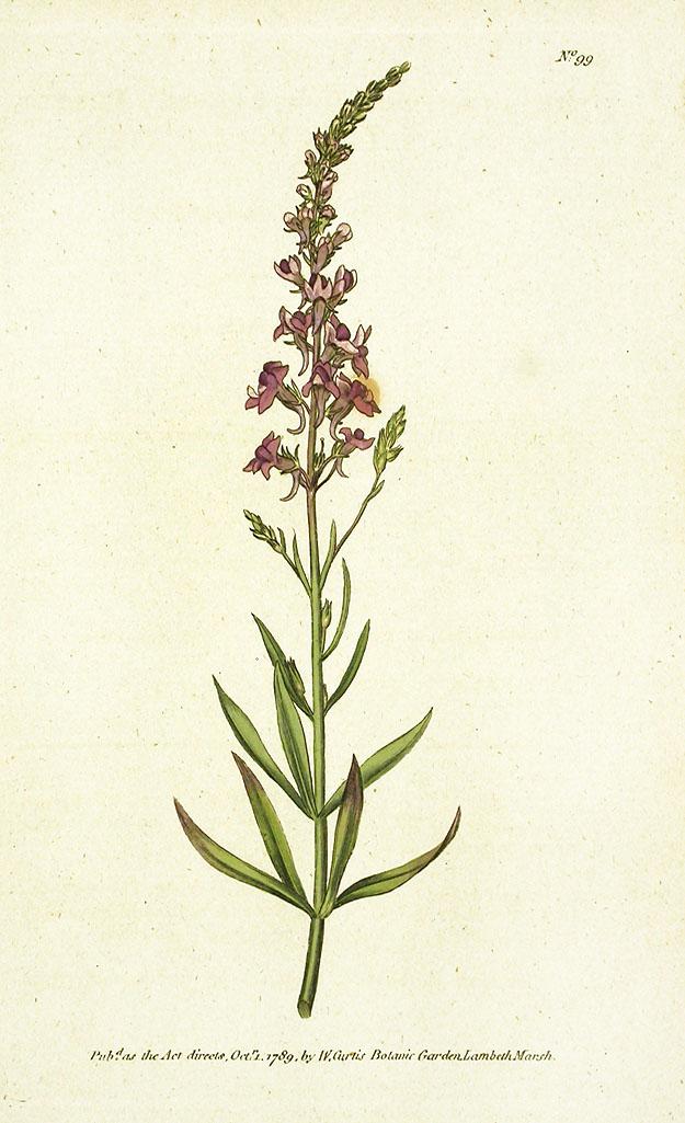 1787 Curtis Purple Toad-Flax