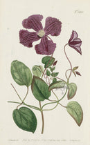 1787 Curtis Purple Virgin's-Bower - Panteek Antique Prints