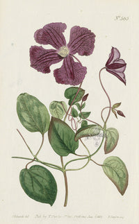 1787 Curtis Purple Virgin's-Bower - Panteek Antique Prints