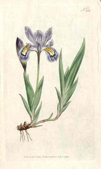 1787 Curtis Purple Virginian Rhexia - Panteek Antique Prints