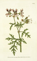1787 Curtis Rasp-Leav'd Geranium - Panteek Antique Prints