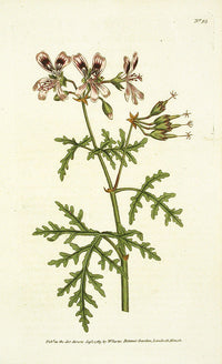 1787 Curtis Rasp-Leav'd Geranium - Panteek Antique Prints