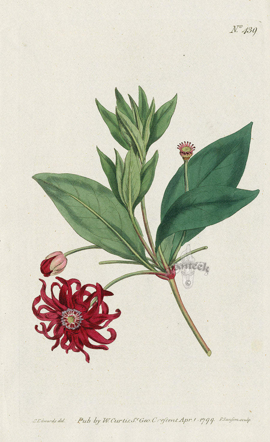 1787 Curtis Red Flowered Illicium or Aniseed-Tree