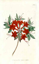 1787 Curtis Red Lychnis - Panteek Antique Prints