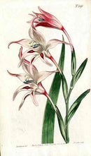 1787 Curtis Red & White Gladiolus - Panteek Antique Prints