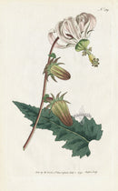 1787 Curtis Rough-Leav'd Michauxia - Panteek Antique Prints