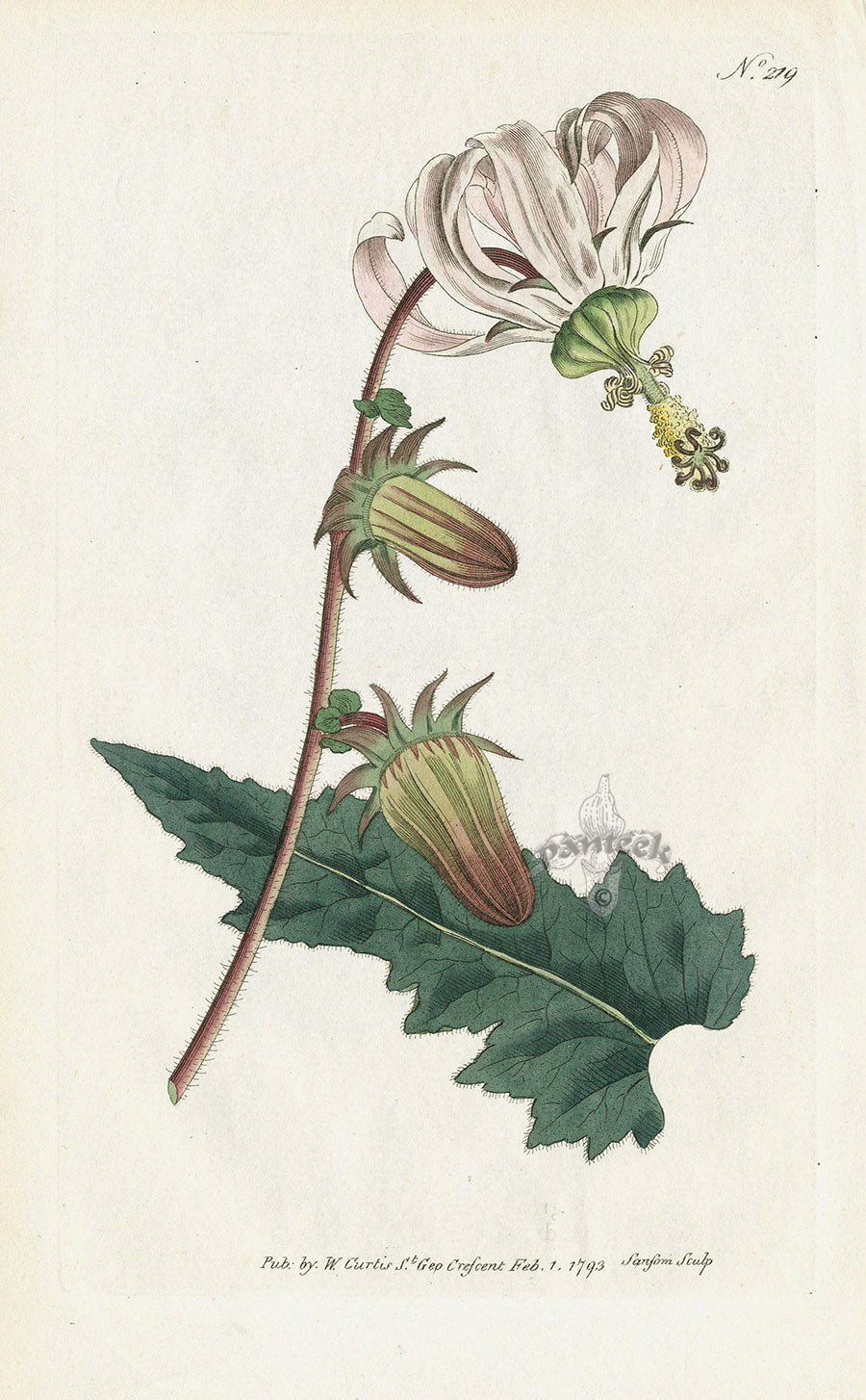 1787 Curtis Rough-Leav'd Michauxia