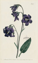 1787 Curtis Sage-Leaved Bell-Flower - Panteek Antique Prints