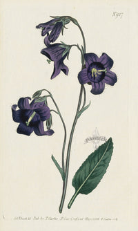 1787 Curtis Sage-Leaved Bell-Flower - Panteek Antique Prints