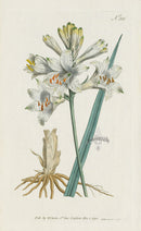 1787 Curtis Savoy Anthericum or St. Bruno's Lily - Panteek Antique Prints