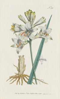 1787 Curtis Savoy Anthericum or St. Bruno's Lily - Panteek Antique Prints