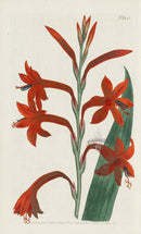 1787 Curtis Scarlet Flag-leaved Watsonia - Panteek Antique Prints