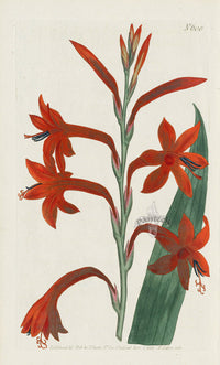 1787 Curtis Scarlet Flag-leaved Watsonia - Panteek Antique Prints
