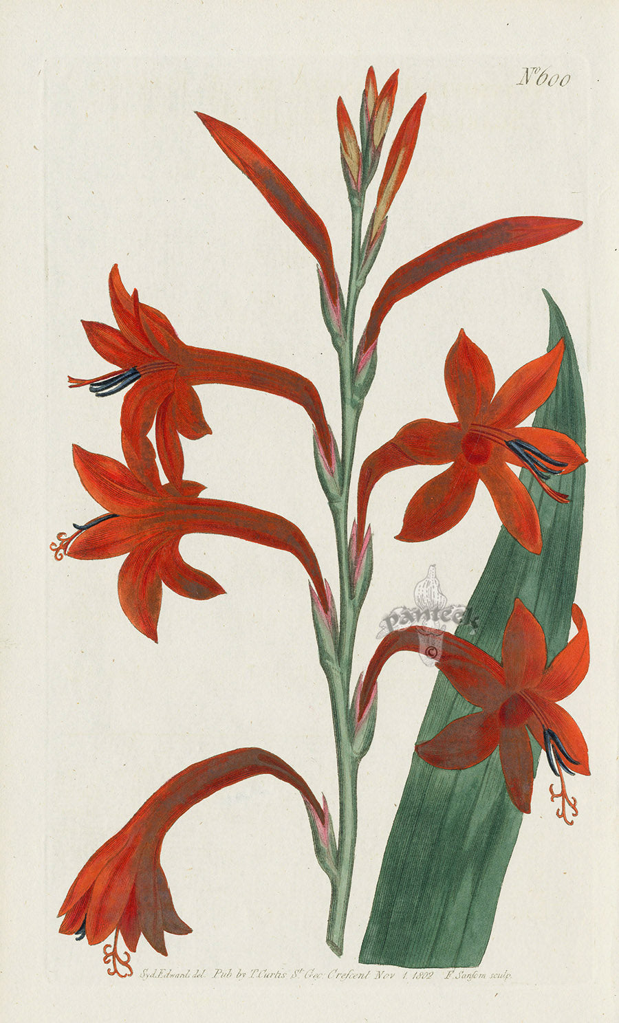 1787 Curtis Scarlet Flag-leaved Watsonia