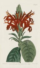 1787 Curtis Scarlet-Flowered Justicia - Panteek Antique Prints
