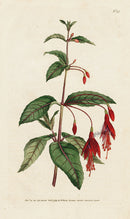 1787 Curtis Scarlet Fuchsia - Panteek Antique Prints