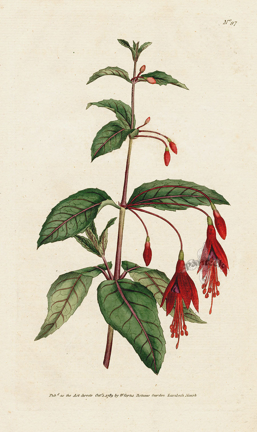 1787 Curtis Scarlet Fuchsia