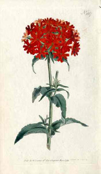 1787 Curtis Scarlet Lychnis - Panteek Antique Prints