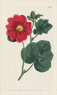 1787 Curtis Seringapatam Hollyhock - Panteek Antique Prints