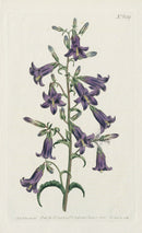 1787 Curtis Siberian Bell-Flower - Panteek Antique Prints