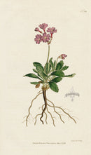 1787 Curtis Narrowest-Leav'd Willow-herb - Panteek Antique Prints