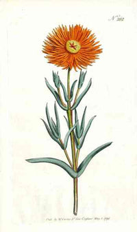 1787 Curtis Single Fig Marigold - Panteek Antique Prints