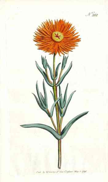 1787 Curtis Single Fig Marigold