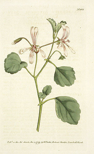 1787 Curtis Sorrel Crane's Bill