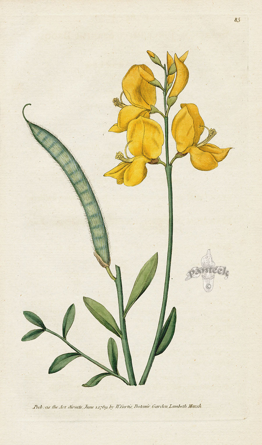 1787 Curtis Spanish Broom - Panteek Antique Prints