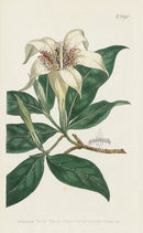 1787 Curtis Spotted-Flowered Gardenia - Panteek Antique Prints