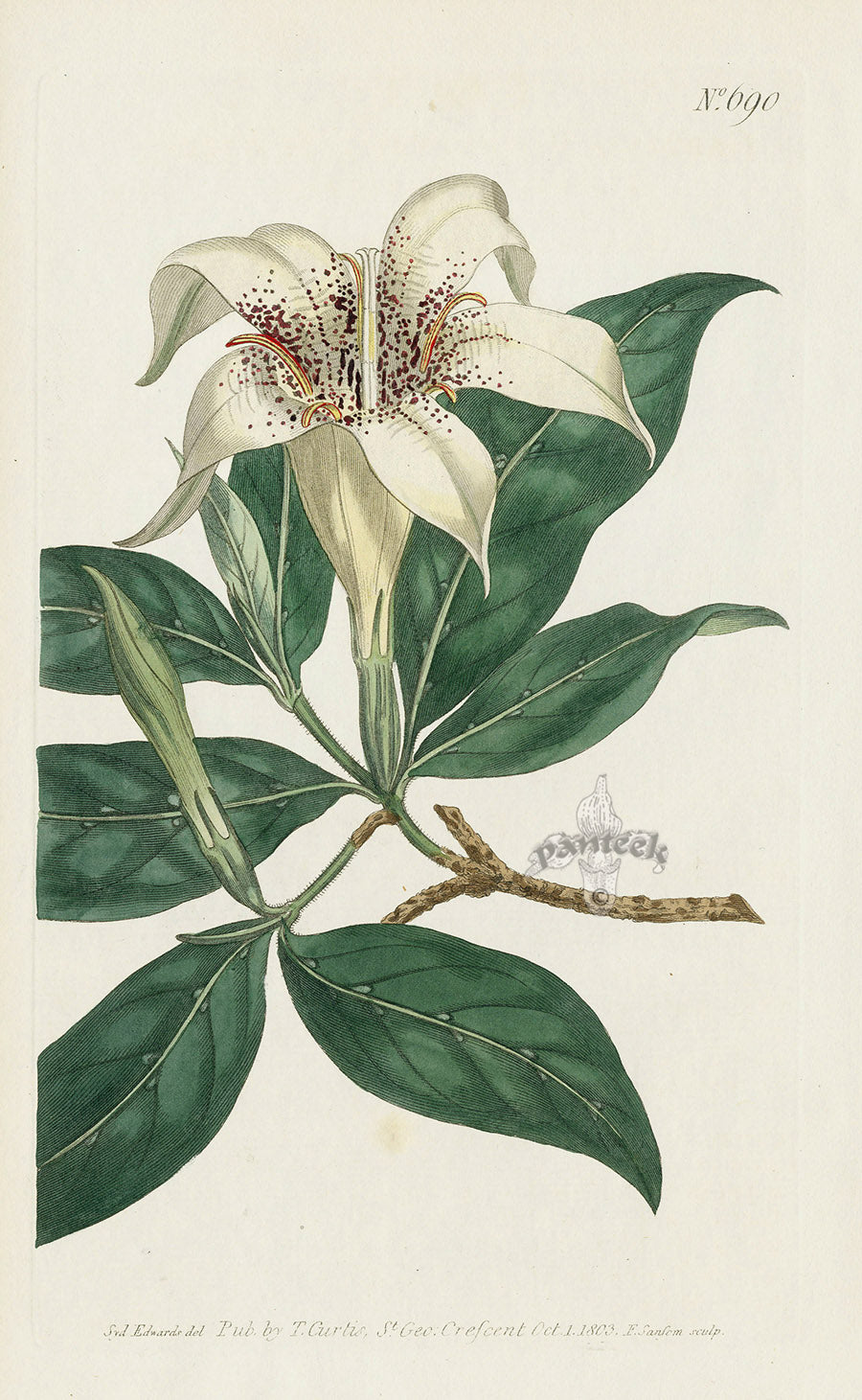 1787 Curtis Spotted-Flowered Gardenia