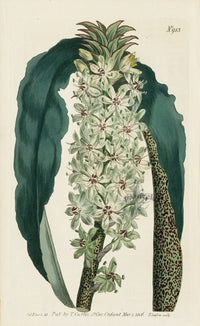 1787 Curtis Spotted-Leaved Eucomis - Panteek Antique Prints