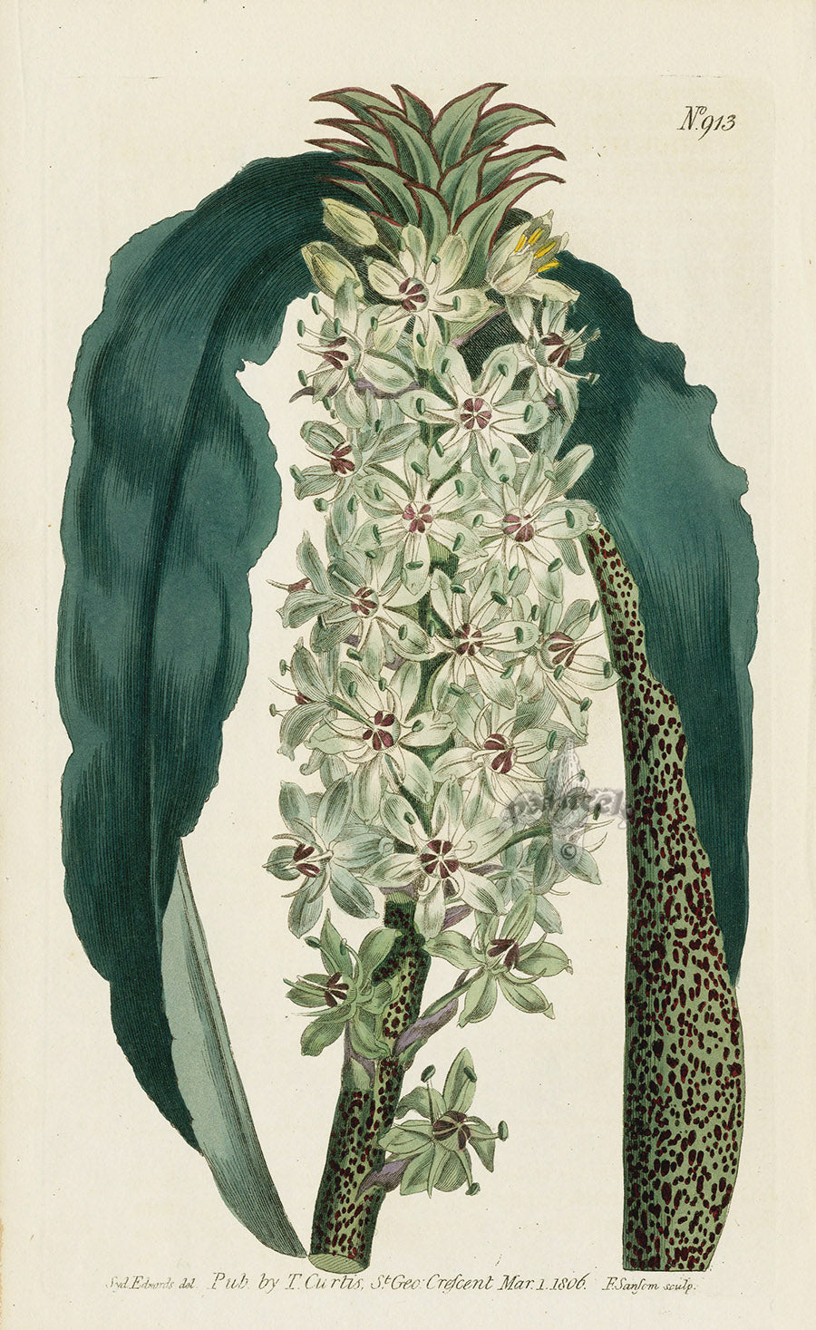 1787 Curtis Spotted-Leaved Eucomis - Panteek Antique Prints