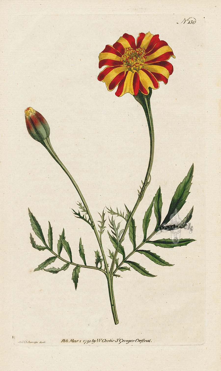1787 Curtis Spreading Tagetes, or French Marigold