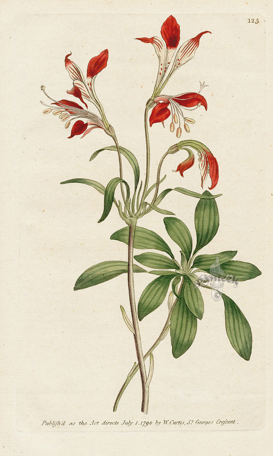 1787 Curtis Striped-Flower'd Alstroemeria