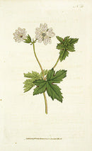 1787 Curtis Striped Geranium - Panteek Antique Prints