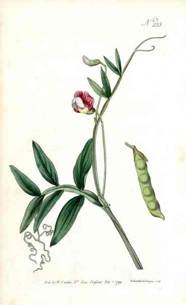 1787 Curtis Sweet Pea