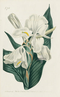 1787 Curtis Sweet-Scented Garland-Flower - Panteek Antique Prints