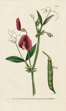 1787 Curtis Tangier Pea - Panteek Antique Prints