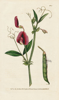 1787 Curtis Tangier Pea - Panteek Antique Prints