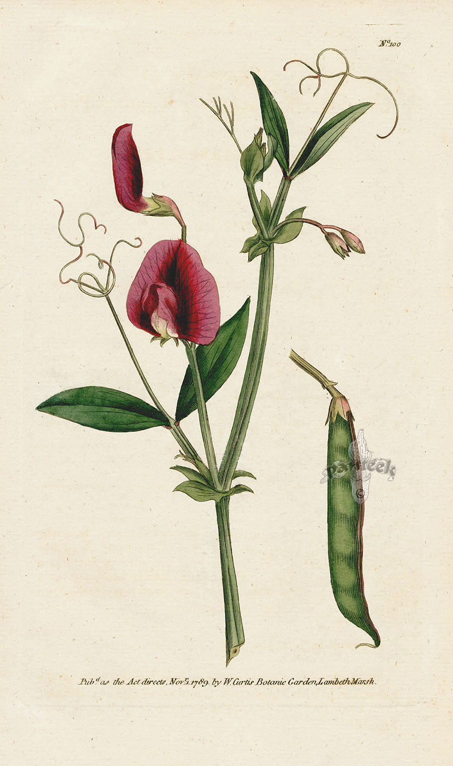 1787 Curtis Tangier Pea