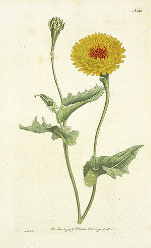 1787 Curtis Tangier Scorzornera