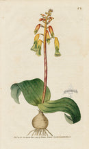 1787 Curtis Three-coloured Lachenalia - Panteek Antique Prints