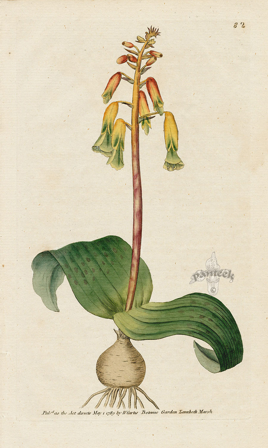 1787 Curtis Three-coloured Lachenalia