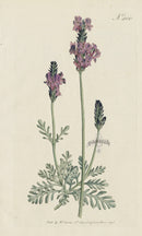 1787 Curtis Tooth'd-Leav'd Lavender - Panteek Antique Prints